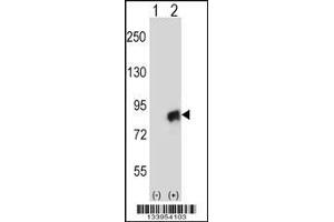 Western blot analysis of CUL4A using rabbit polyclonal CUL4A Antibody using 293 cell lysates (2 ug/lane) either nontransfected (Lane 1) or transiently transfected (Lane 2) with the CUL4A gene. (Cullin 4A 抗体  (N-Term))