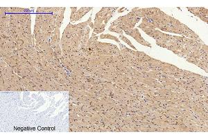 Immunohistochemical analysis of paraffin-embedded rat heart tissue. (Connexin 43/GJA1 抗体  (AA 310-390))