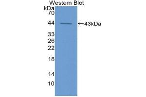 Western blot analysis of the recombinant protein. (GOT1 抗体  (AA 1-413))