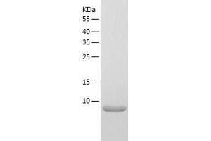 Western Blotting (WB) image for BRICK1, SCAR/WAVE Actin-Nucleating Complex Subunit (BRK1) (AA 1-75) protein (His tag) (ABIN7288085) (BRK1 Protein (AA 1-75) (His tag))