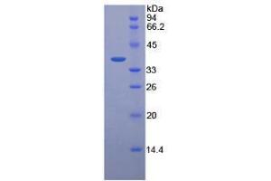 SDS-PAGE analysis of Human Pepsinogen C Protein. (PGC 蛋白)