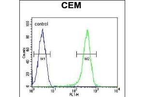 COX10 Antibody (C-term) (ABIN654671 and ABIN2844366) flow cytometric analysis of CEM cells (right histogram) compared to a negative control cell (left histogram). (COX10 抗体  (C-Term))