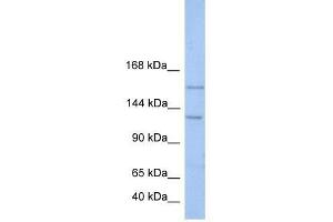 BRPF3 antibody used at 0. (BRPF3 抗体  (N-Term))