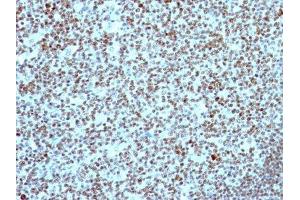 Image no. 2 for anti-Nucleolin (NCL) antibody (ABIN6166144) (Nucleolin 抗体)