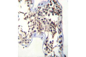LHB Antibody (C-term) (ABIN392518 and ABIN2842078) immunohistochemistry analysis in formalin fixed and paraffin embedded human testis tissue followed by peroxidase conjugation of the secondary antibody and DAB staining. (LHB 抗体  (C-Term))