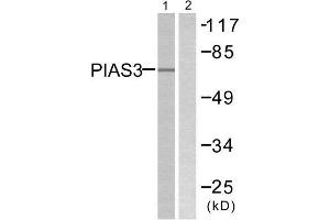Western Blotting (WB) image for anti-Protein Inhibitor of Activated STAT, 3 (PIAS3) (N-Term) antibody (ABIN1848836) (PIAS3 抗体  (N-Term))