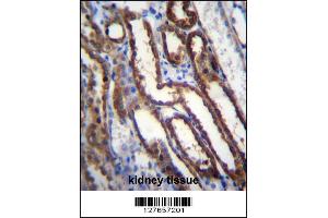 NXN Antibody immunohistochemistry analysis in formalin fixed and paraffin embedded human kidney tissue followed by peroxidase conjugation of the secondary antibody and DAB staining.