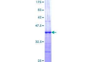 NCOA1 Protein (AA 284-393) (GST tag)