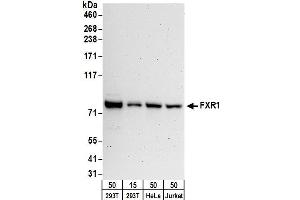 Western Blotting (WB) image for anti-Fragile X Mental Retardation, Autosomal Homolog 1 (FXR1) (AA 571-621) antibody (ABIN7450262) (FXR1 抗体  (AA 571-621))