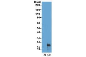 Western blot of recombinant Histone H3.