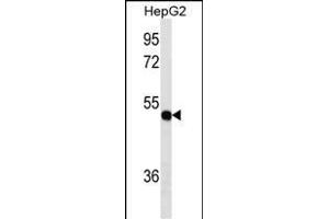 TXNDC5 Antibody (Center) (ABIN1537811 and ABIN2849809) western blot analysis in HepG2 cell line lysates (35 μg/lane). (TXNDC5 抗体  (AA 128-155))
