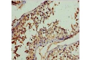 Immunohistochemistry of paraffin-embedded human testis tissue using ABIN7151117 at dilution of 1:100 (RFFL 抗体  (AA 1-190))