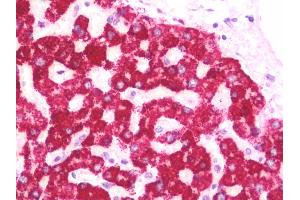 Anti-HMGCS2 antibody IHC staining of human liver. (HMGCS2 抗体  (AA 478-508))