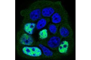 Immunofluorescence analysis of MCF-7 cells using PPP1CB mouse mAb (green). (PPP1CB 抗体  (AA 174-327))