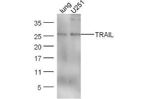 Lane 1: Mouse lung lysates; Lane 2: U251 cell lysates probed with Anti–TRAIL Polyclonal Antibody, Unconjugated  at 1:5000 for 90 min at 37˚C. (TRAIL 抗体  (AA 185-281))