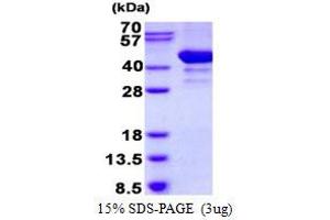 ADP-Ribosylation Factor Interacting Protein 2 (ARFIP2) (AA 1-341) protein (His tag)