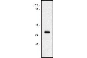 Western blot of human Ramos B cell line (MICA 抗体  (PE))