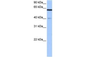 Western Blotting (WB) image for anti-Amyloid beta Precursor Protein (Cytoplasmic Tail) Binding Protein 2 (APPBP2) antibody (ABIN2463498) (APPBP2 抗体)