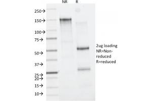 SDS-PAGE Analysis Purified CD163-Monospecific Mouse Monoclonal Antibody (M130/2162). (CD163 抗体  (AA 43-196))