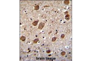 KCTD8 Antibody immunohistochemistry analysis in formalin fixed and paraffin embedded human brain tissue followed by peroxidase conjugation of the secondary antibody and DAB staining. (KCTD8 抗体  (C-Term))