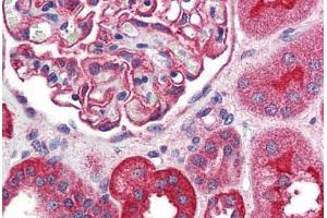 Anti-TRPM4 antibody  ABIN1049432 IHC staining of human kidney.