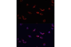 Immunofluorescence analysis of HeLa cells using BMPR2 antibody  at dilution of 1:100. (BMPR2 抗体  (AA 27-150))