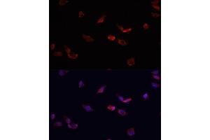 Immunofluorescence analysis of HeLa cells using BMPR2 antibody  at dilution of 1:100. (BMPR2 抗体  (AA 27-150))