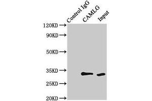 Immunoprecipitating CAMLG in HEK293 whole cell lysate Lane 1: Rabbit control IgG (1 μg) instead of ABIN7146310 in HEK293 whole cell lysate. (CAMLG 抗体  (AA 1-189))