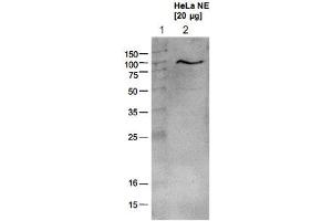 Western blot analysis using the Ezh2 polyclonal antibody . (EZH2 抗体  (AA 1-343))