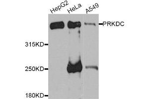 Western blot analysis of extracts of various cell lines, using PRKDC antibody. (PRKDC 抗体)