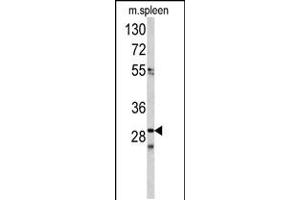 Western blot analysis of CDCA3 antibody in mouse spleen tissue lysates(35ug/lane) (CDCA3 抗体  (N-Term))