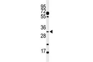Western blot analysis of PHO3 antibody and mouse testis tissue lysate. (APOBEC3B 抗体  (AA 299-330))