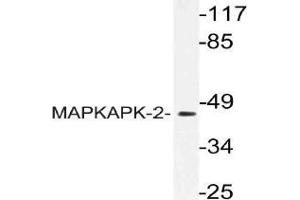 Western blot (WB) analysis of MAPKAPK-2 antibody in extracts from COS cells. (MAPKAP Kinase 2 抗体)