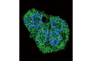 Immunofluorescence (IF) image for anti-Surfactant Protein C (SFTPC) (AA 144-173), (C-Term) antibody (ABIN657607)