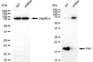 Western blotting analysis using PIN1 antibody (ABIN7799763). (PIN1 抗体)