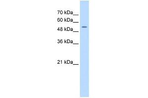 FJX1 antibody used at 0.