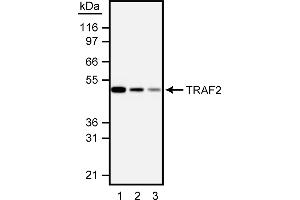 Western Blotting (WB) image for anti-TNF Receptor-Associated Factor 2 (TRAF2) (AA 93-199) antibody (ABIN967631)