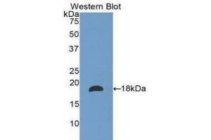 Western Blotting (WB) image for anti-Laminin, alpha 1 (LAMA1) (AA 886-1039) antibody (ABIN1173225) (Laminin alpha 1 抗体  (AA 886-1039))
