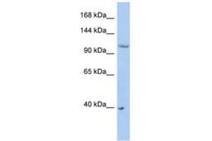 Image no. 1 for anti-E3 ubiquitin-protein ligase NEDD4-like (NEDD4L) (AA 431-480) antibody (ABIN6743164) (NEDD4-2 抗体  (AA 431-480))