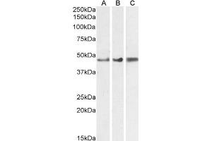 Western Blotting (WB) image for anti-Glial Fibrillary Acidic Protein (GFAP) (C-Term) antibody (ABIN185730)