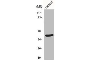 Western Blot analysis of COLO205 cells using MSY2 Polyclonal Antibody (YBX2 抗体  (C-Term))