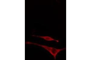 ABIN6277948 staining  NIH-3T3 cells by IF/ICC. (MAP2K7 抗体  (pThr275))