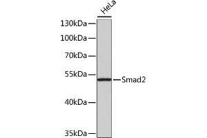 Western blot analysis of extracts of HeLa cells, using Smad2 antibody (ABIN1513537, ABIN3020986, ABIN3020987 and ABIN1514681). (SMAD2 抗体)