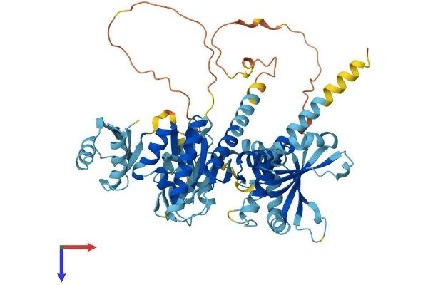 IGF2BP1 Protein (AA 1-577) (His tag)