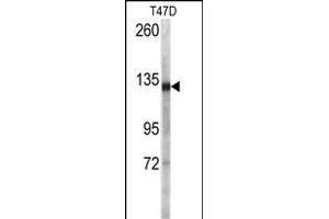 Western blot analysis of anti-DSG2 Antibody (N-term ) ((ABIN392225 and ABIN2841920)) in T47D cell line lysates (35 μg/lane).