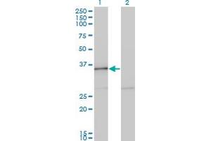 Western Blot analysis of HHEX expression in transfected 293T cell line by HHEX monoclonal antibody (M12), clone 2C8. (HHEX 抗体  (AA 133-237))