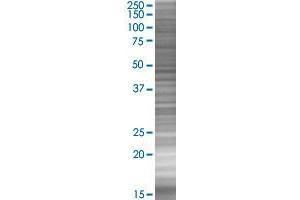 Western Blotting (WB) image for EXT1 293T Cell Transient Overexpression Lysate(Denatured) (ABIN1331748)
