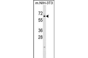 KLHL12 Antibody (C-term) (ABIN1537222 and ABIN2848955) western blot analysis in mouse NIH-3T3 cell line lysates (35 μg/lane). (KLHL12 抗体  (C-Term))