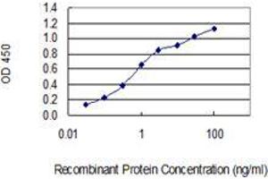Detection limit for recombinant GST tagged NXNL1 is 0. (NXNL1 抗体  (AA 81-190))