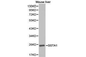 Western Blotting (WB) image for anti-Glutathione S-Transferase alpha 1 (GSTA1) antibody (ABIN1872910) (GSTA1 抗体)